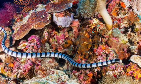 Snorkeling Grandmothers Discover Rare Venomous Sea Snakes - ON PURPOSE ...