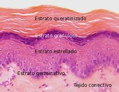 Epitelio Plano Estratificado No Queratinizado Tipos De Tejido