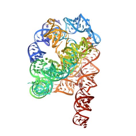 RCSB PDB 7YC8 Cryo EM Structure Of Tetrahymena Ribozyme Conformation