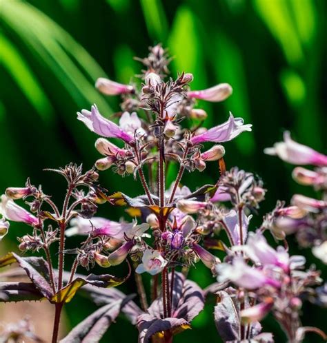 Evergreen Perennials Shine Year-Round - Birds and Blooms