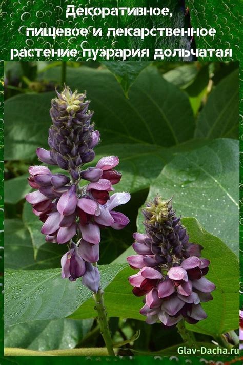 пуэрария дольчатая | Почвопокровные растения, Растения, Лекарственные ...