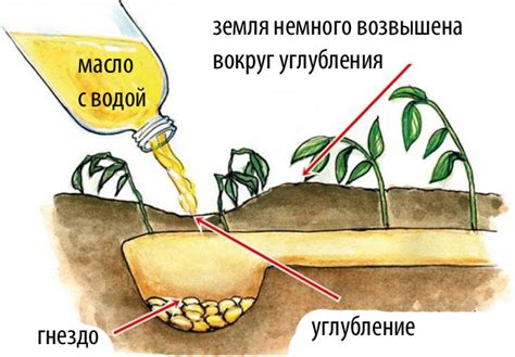 Как избавиться от медведки в огороде навсегда