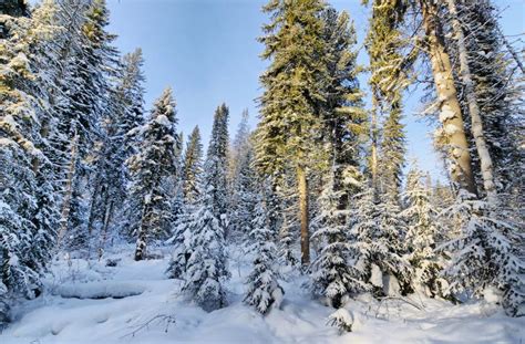 Beautiful Landscape With Snow Capped Fir Trees In The Winter Forest