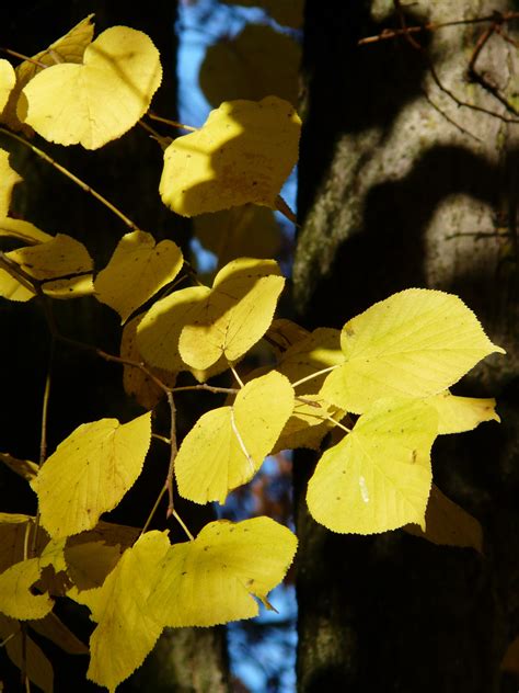 1536x2048 wallpaper | yellow leaf tree | Peakpx