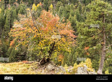 The Mountain Autumn Landscape With Colorful Forest In Andorra Stock