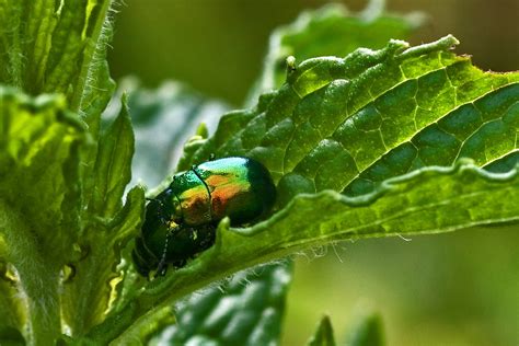 Mint Leaf Beetles A Small Stream Runs By Dunkeswell Abbey Flickr