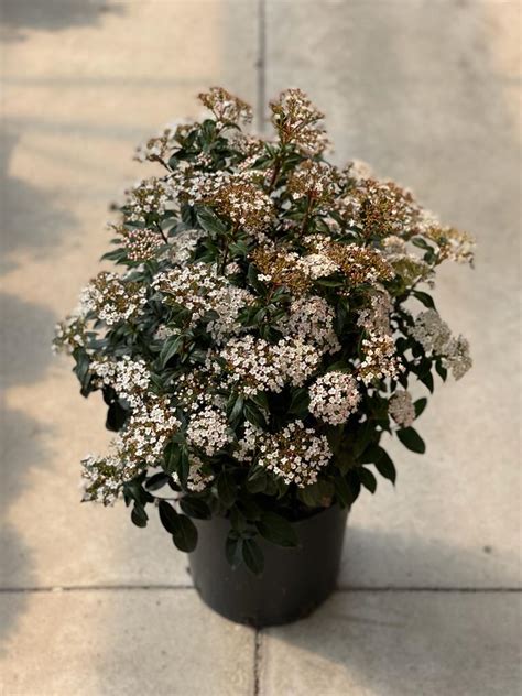 Viburnum Tinus Vivaio Pironti Piante Fiori