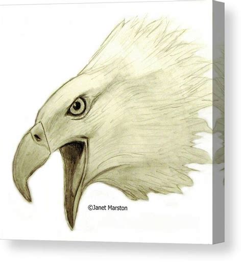 Eagle Drawings In Pencil