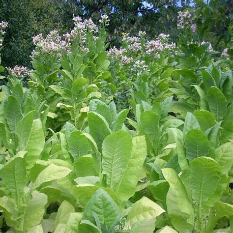 Tobacco Virginia Gold Poland Pcs Fresh Seeds Nicotiana Tabacum