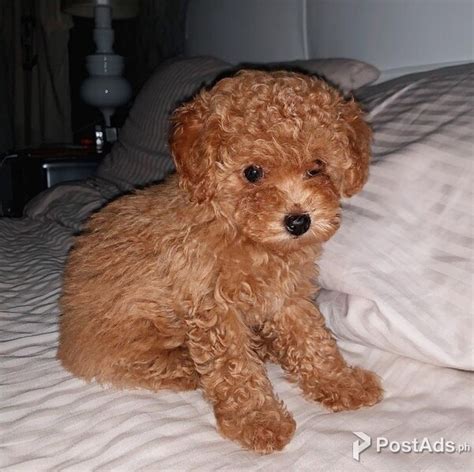 Red Toy Poodle Puppies Postads Ph