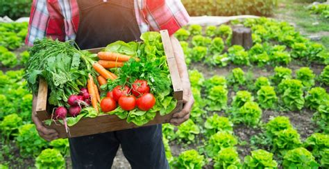 Sistemas Alimentarios Resistentes Inclusivos Y Sostenibles De Las