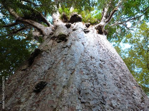 The Oldest Kauri Tree In The World Agathis Australis Waipoua Forest