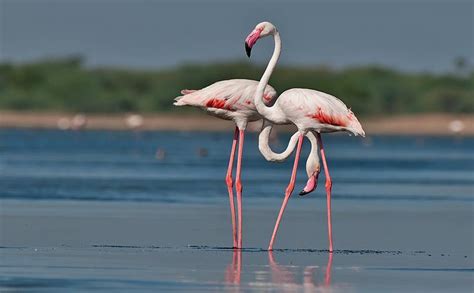 Flamingos in Pulicat ~ The Travelers World