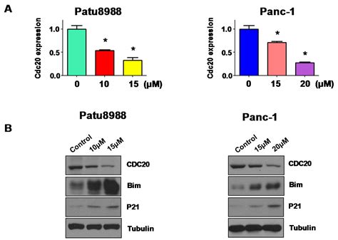 Inhibition Of Cell Survival By Curcumin Is Associated With