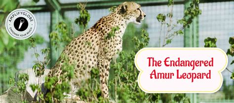 The Amur Leopard - AmplifyGlobe