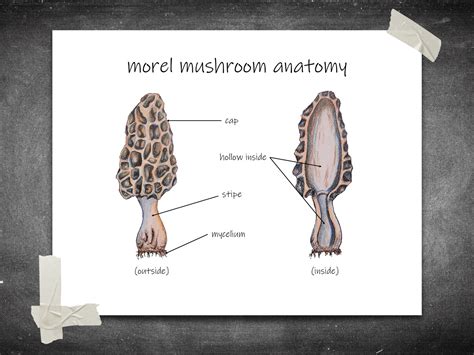 Morel Mushroom Anatomy Diagram Printable Mycology Wall Art Etsy New