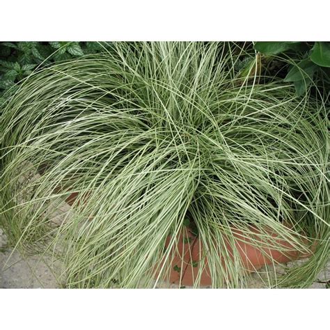 Our Range Carex Frosted Curls Front Garden Plants