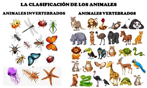 ANIMALES VERTEBRADOS E INVERTEBRADOS