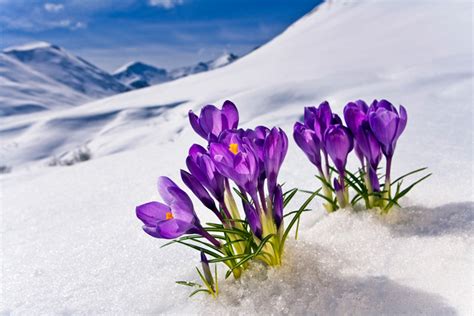 Flowers in Snow to Remind You Winter Is Not Forever