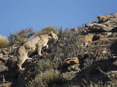 Puma Puma Concolor Ecoregistros