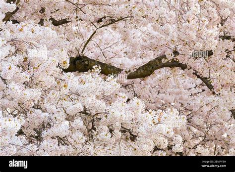 Yoshino cherry blossom hi-res stock photography and images - Alamy