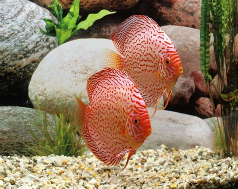 The Rare Beauty Of Albino Discus Worldweet