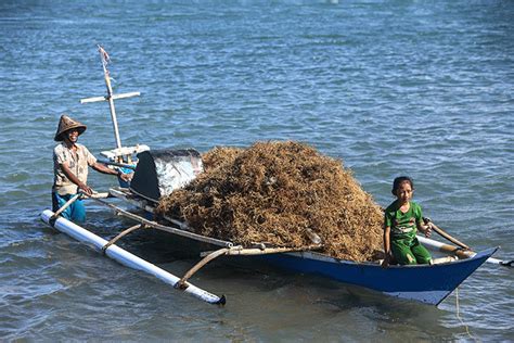 Melihat Panen Rumput Laut Di Perairan Bantaeng Sulawesi Selatan