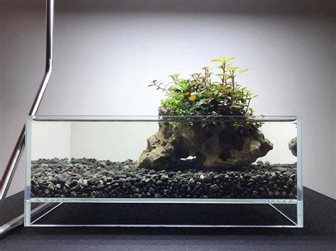 Wabi Kusa Aquascaping Garden Planted Aquarium Aquascape Fish Tank