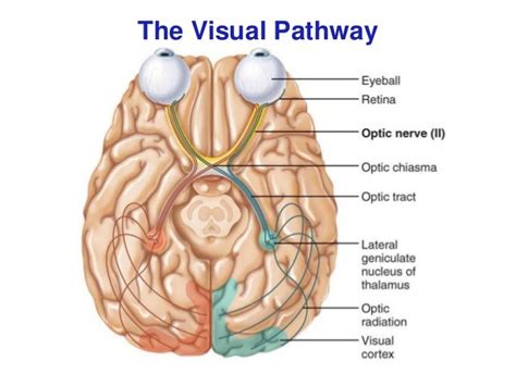 Visual Pathway Diagram | Quizlet