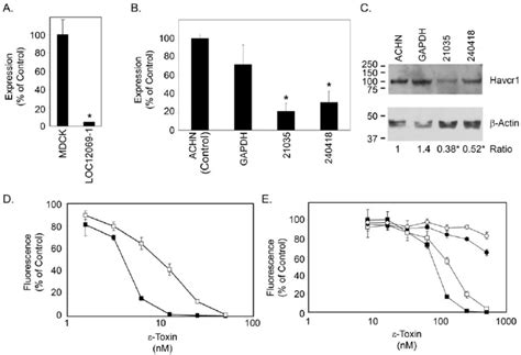 HAVCR1 expression knockdown by shRNA. A . MDCK cells were stably ...