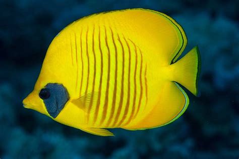 9 Types of Yellow Fish (With Pictures and Identification Guide) - A-Z ...