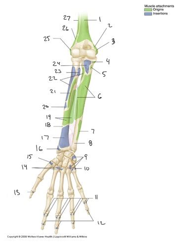 Muscle Origins And Insertions Forearm And Hand Flashcards Quizlet