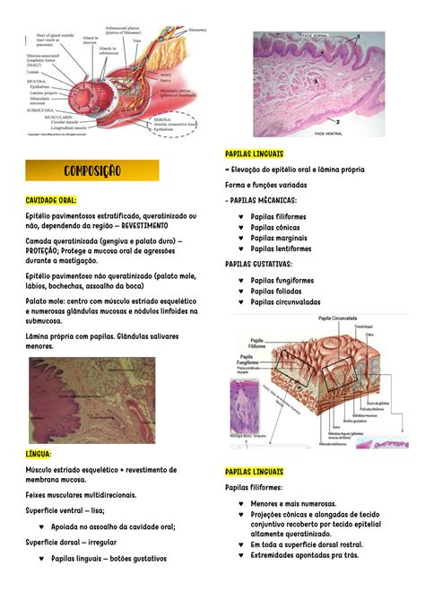 SOLUTION Sistema Digestorio Histologia E Embriologia Veterin Ria 30 08