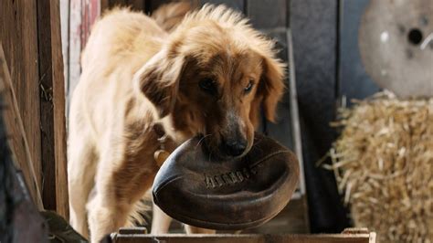 A Dog's Purpose trailer- this might make you cry