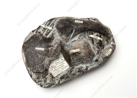 Ichthyosaur Fossil Stock Image C0236612 Science Photo Library