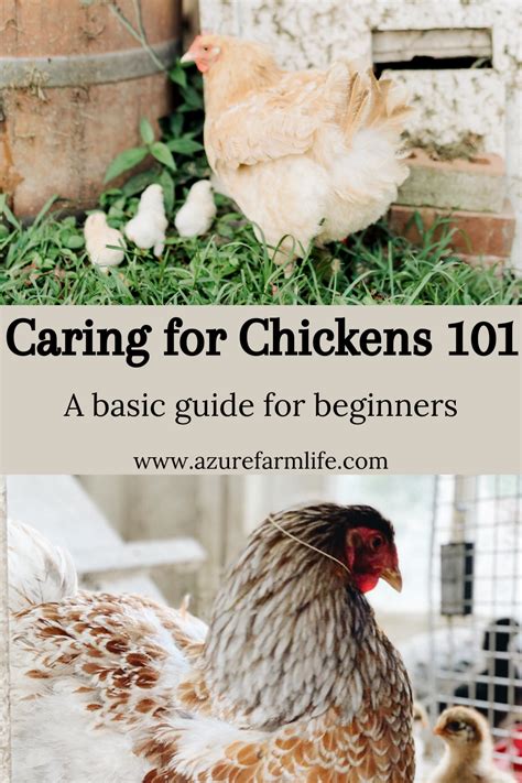 How To Care For Chickens A Beginners Guide To Happy Chickens