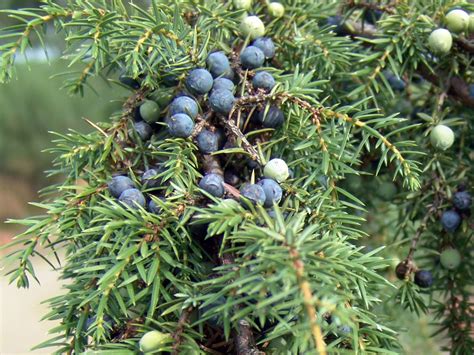 Gemeiner Wacholder Juniperus Communis Baumschule Horstmann