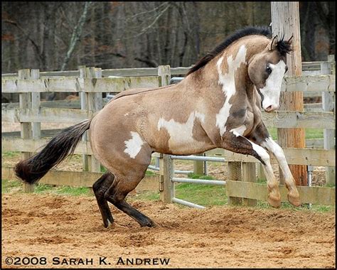 Hope and Horses: Horse Color Genetics: Overo and Lethal White Syndrome