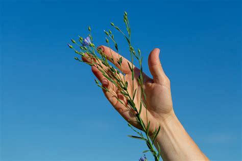 Female Hands Hold Flax Plants With Flowers Against The Background Of A