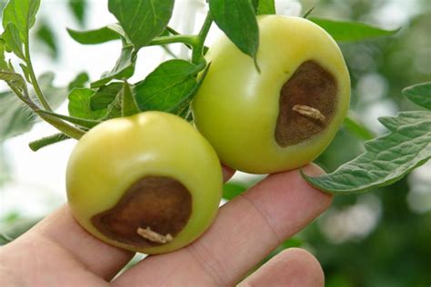 10 Common Tomato Plant Diseases (and How to Heal Them) - Garden and Happy