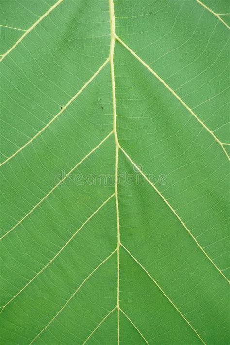 Textura Verde Da Folha Da Teca Imagem De Stock Imagem De Ambiente