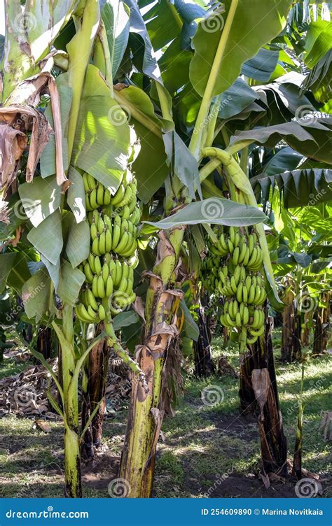 Banana Grove Plantation Banana Trees With Ripening Bananas Harvest