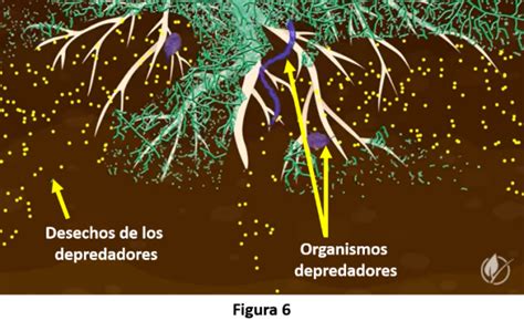 ¿cómo Funciona El Ciclo De Nutrientes