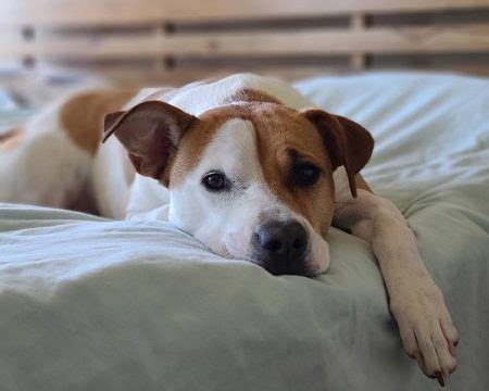 Cachorro medo de fogos de artifício como ajudar seu cão Fashion