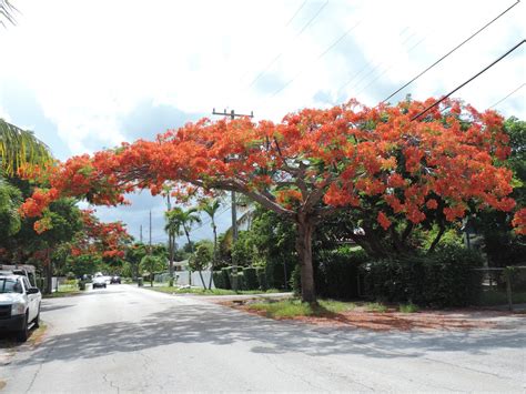 Bonao Internacional: GALERIA : LA IMPONENTE BELLEZA ESCENICA DEL ARBOL ...