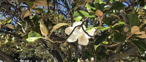 How to Grow and Care for the Southern Magnolia Tree - Gardening Channel