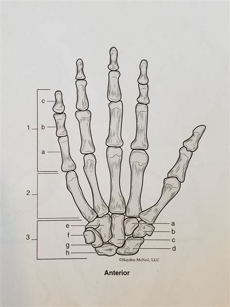 Bones Of The Right Hand And Wrist Diagram Quizlet