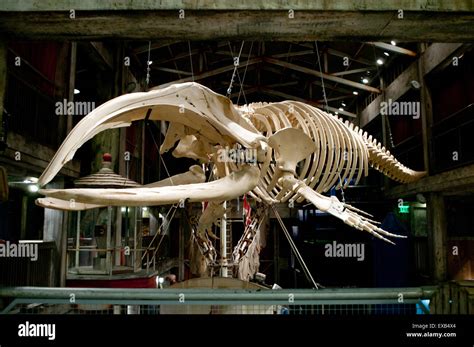 Whale big fish skeleton on display Stock Photo - Alamy