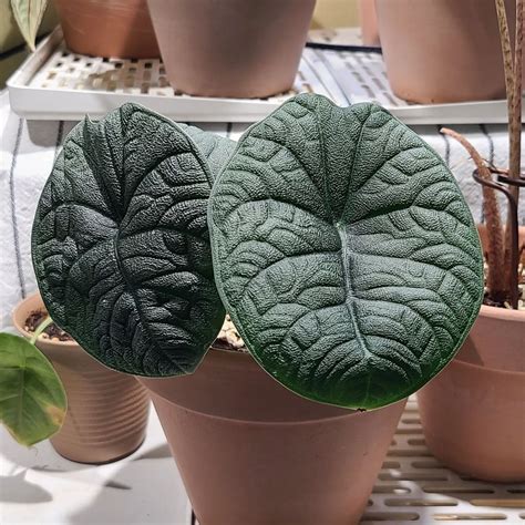 Jual Tanaman Alocasia Melo Badak Alocasia Melow Badak Shopee Indonesia