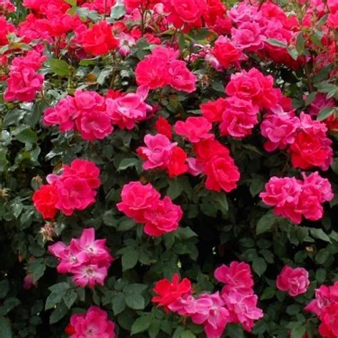 Rose, Double Red Knockout – John Renfroe | Landscape Architect